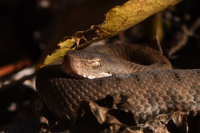 Vipera aspis e Colubro liscio